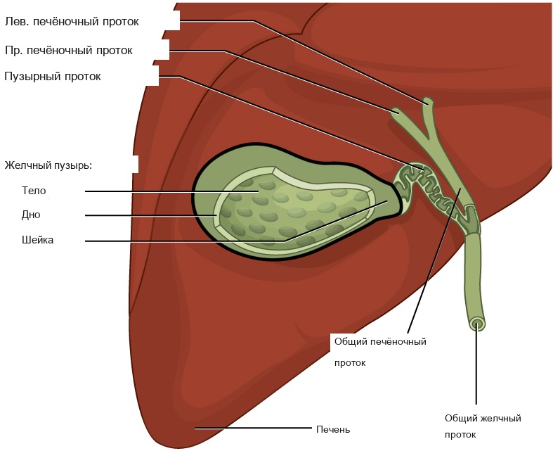 ЖКБ — почему удаляют пузырь, а не только камни